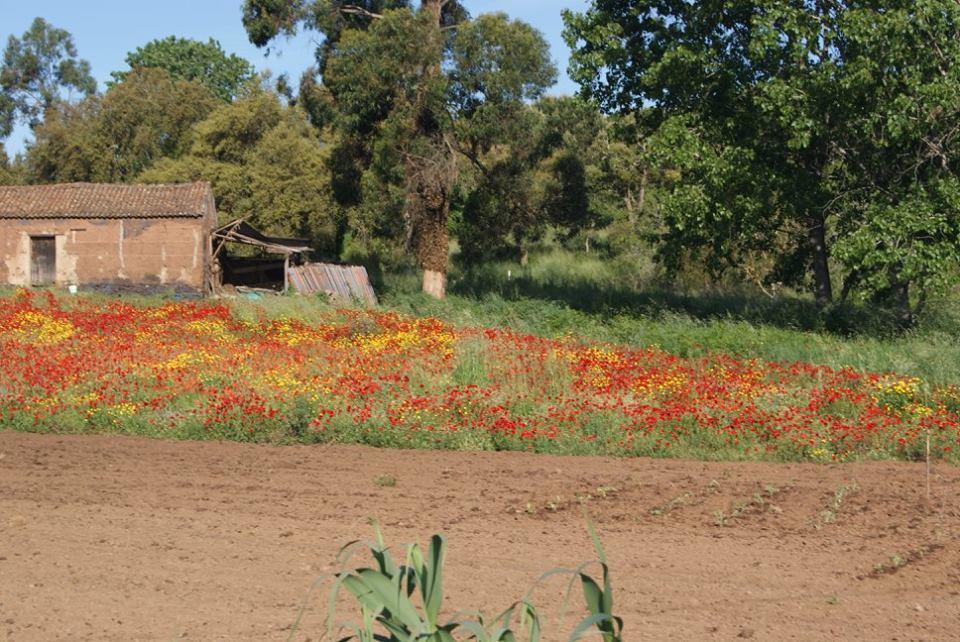 Apartamentos Bau-Doce Cercal do Alentejo エクステリア 写真